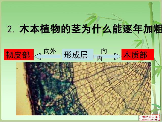 初一上册生物3.2.2植株的生长生物公开课第9页