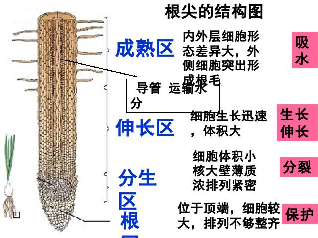 初一上册生物3.2.2植株的生长PPT教学自制课件(生物)第2页