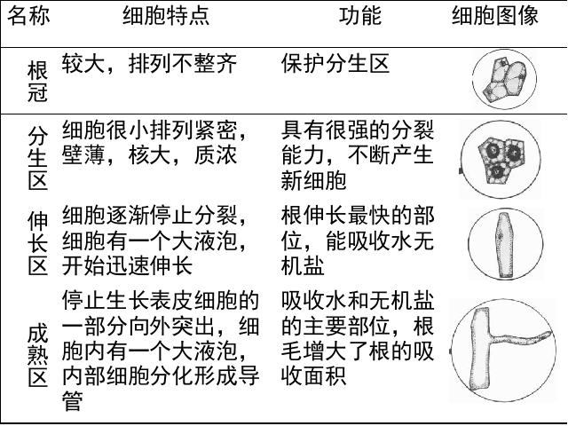 初一上册生物3.2.2植株的生长PPT教学自制课件(生物)第3页