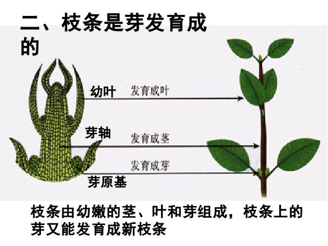 初一上册生物3.2.2植株的生长PPT教学自制课件(生物)第5页