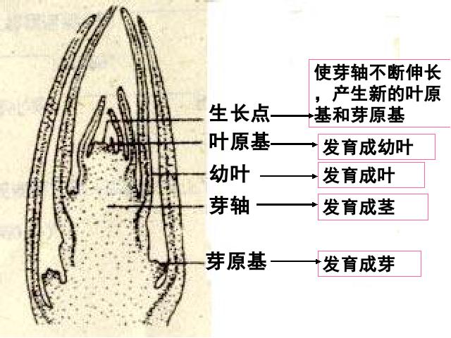 初一上册生物3.2.2植株的生长PPT教学自制课件(生物)第6页