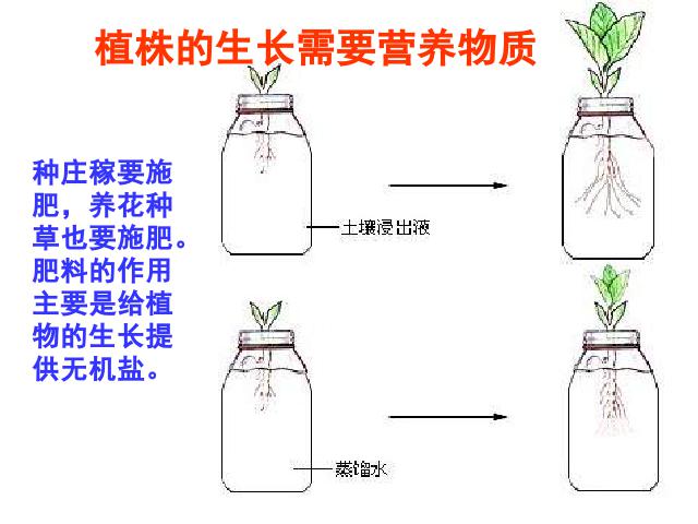 初一上册生物3.2.2植株的生长PPT教学自制课件(生物)第7页