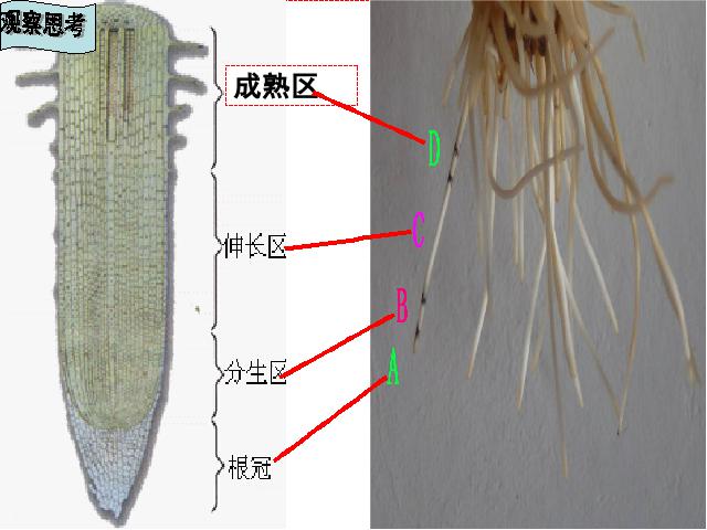 初一上册生物生物3.2.2植株的生长上课下载第4页