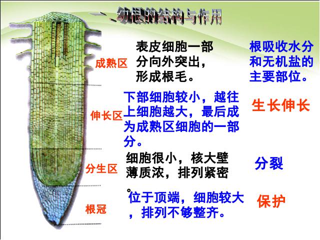 初一上册生物生物3.2.2植株的生长上课下载第5页