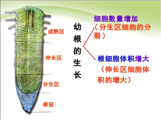 初一上册生物生物3.2.2植株的生长上课下载第6页