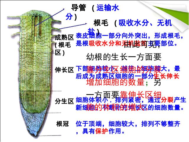 初一上册生物生物公开课ppt3.2.2植株的生长课件第6页