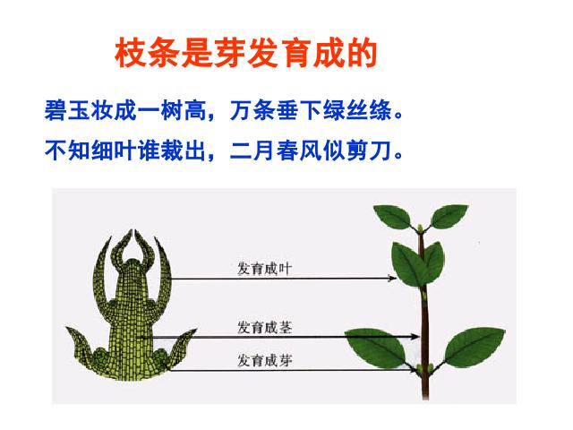 初一上册生物生物3.2.2植株的生长教研课第6页