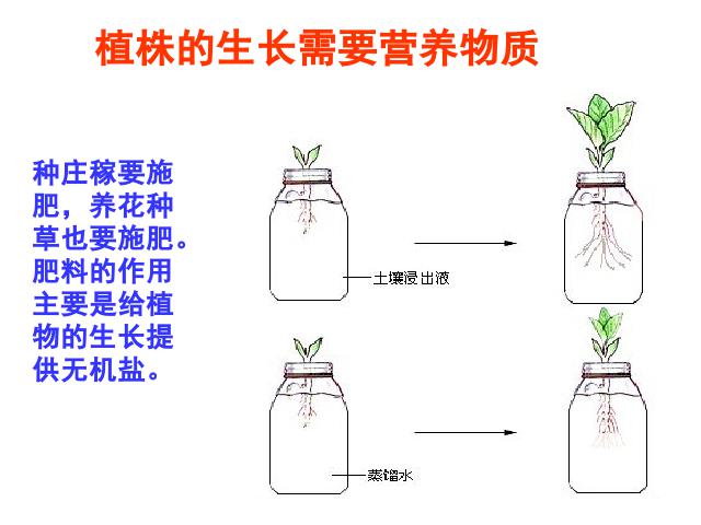 初一上册生物生物3.2.2植株的生长教研课第7页