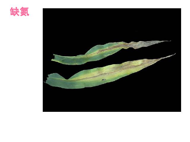 初一上册生物生物3.2.2植株的生长教研课第8页