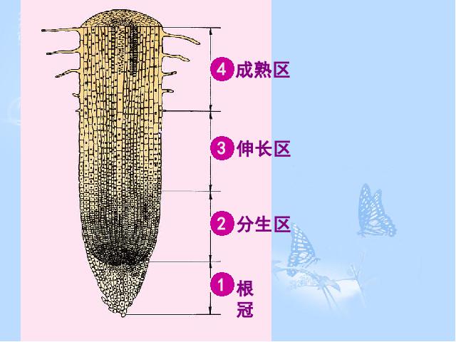 初一上册生物生物3.2.2植株的生长ppt原创课件（）第7页