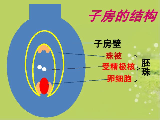 初一上册生物生物3.2.3开花和结果ppt比赛获奖教学课件第5页