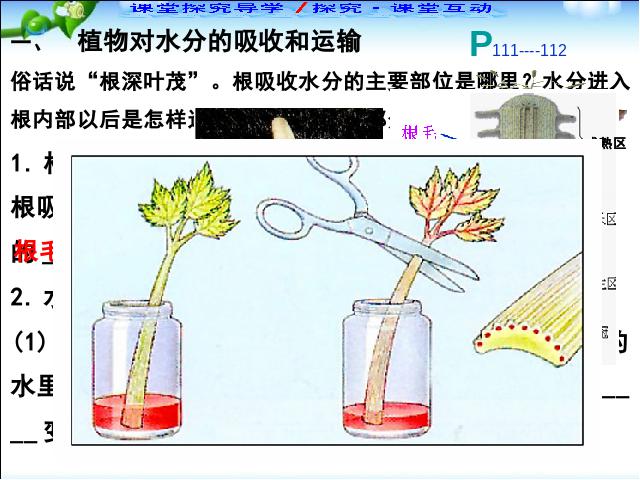 初一上册生物3.3绿色植物与生物圈的水循环PPT教学自制课件(生物)第4页