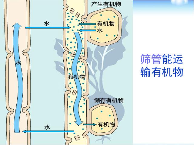 初一上册生物3.3绿色植物与生物圈的水循环PPT教学自制课件(生物)第8页