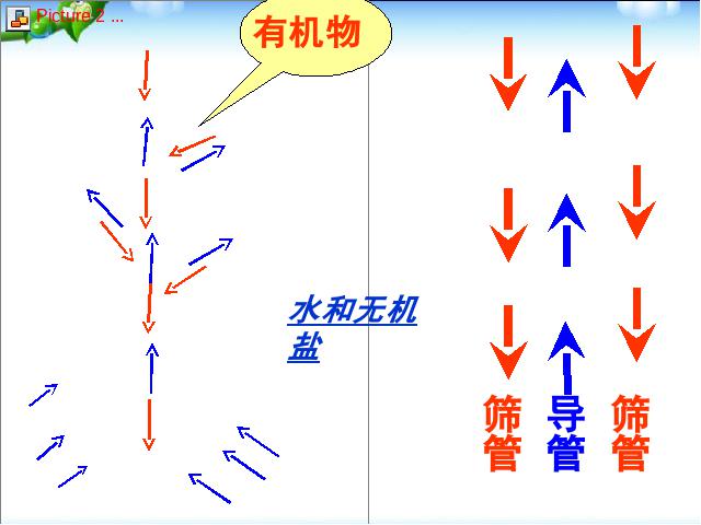 初一上册生物3.3绿色植物与生物圈的水循环PPT教学自制课件(生物)第9页