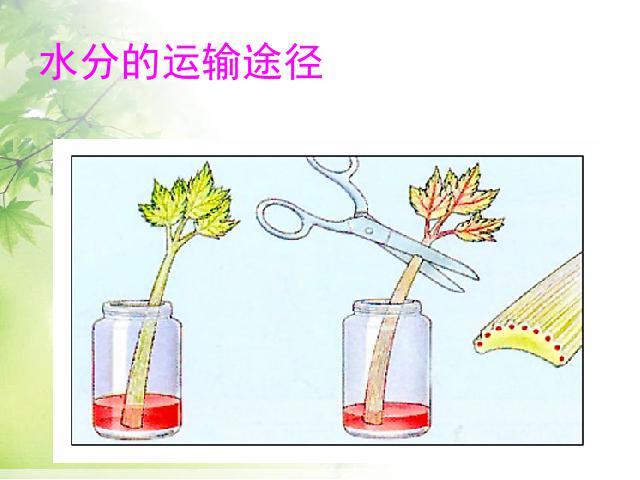 初一上册生物3.3绿色植物与生物圈的水循环ppt比赛获奖教学课件第4页