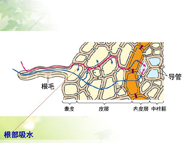 初一上册生物3.3绿色植物与生物圈的水循环ppt比赛获奖教学课件第8页