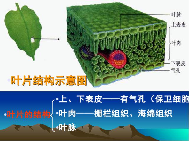 初一上册生物生物3.3绿色植物与生物圈的水循环ppt原创课件（）第8页