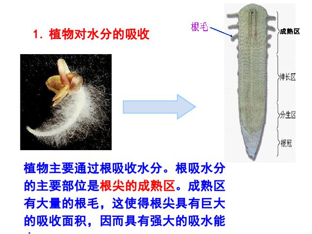 初一上册生物生物3.3绿色植物与生物圈的水循环优质课第3页