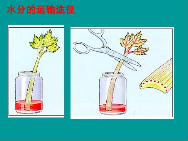 初一上册生物生物3.3绿色植物与生物圈的水循环优质课第6页