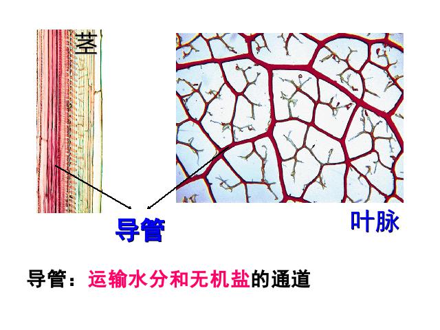 初一上册生物生物3.3绿色植物与生物圈的水循环优质课第7页