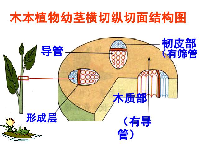 初一上册生物生物3.3绿色植物与生物圈的水循环优质课第9页