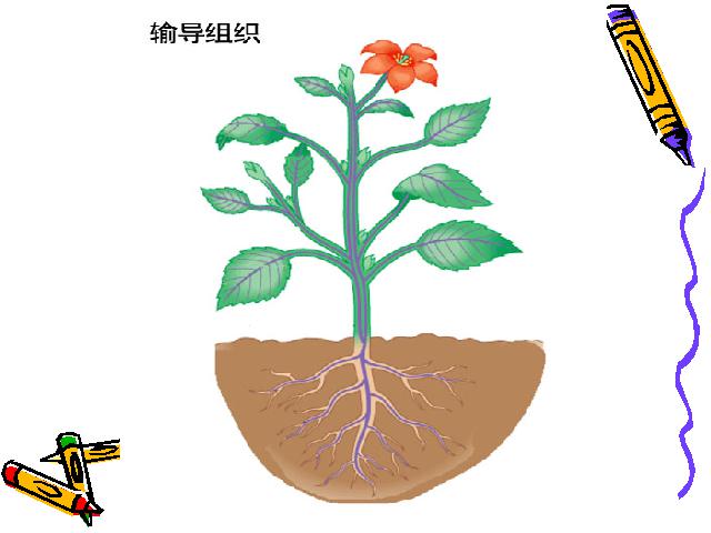 初一上册生物3.3绿色植物与生物圈的水循环生物公开课第6页