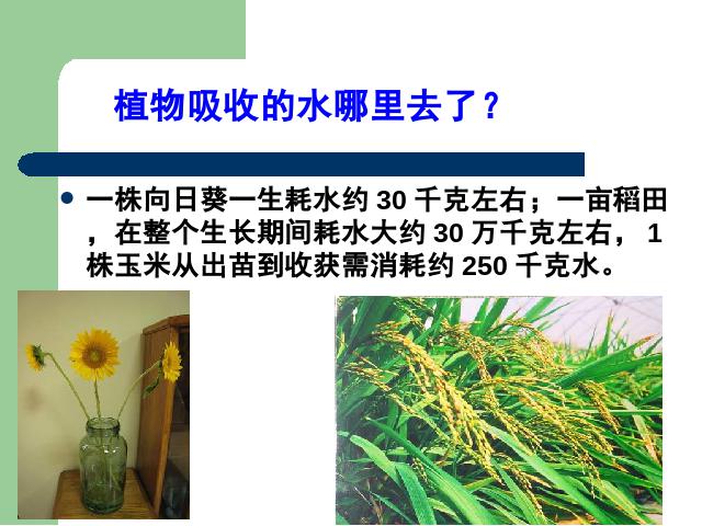 初一上册生物3.3绿色植物与生物圈的水循环生物公开课第9页