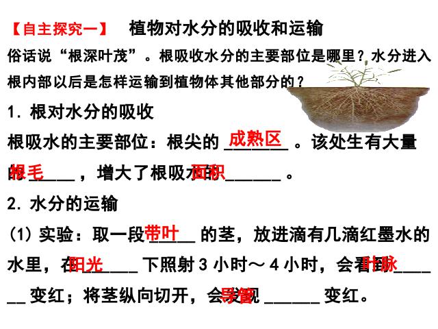 初一上册生物生物3.3绿色植物与生物圈的水循环精品第2页