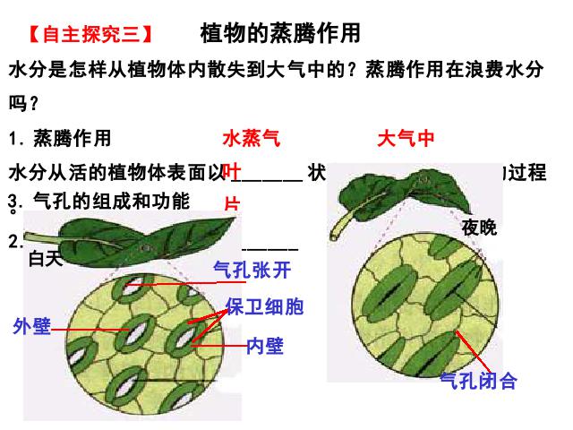 初一上册生物生物3.3绿色植物与生物圈的水循环精品第7页