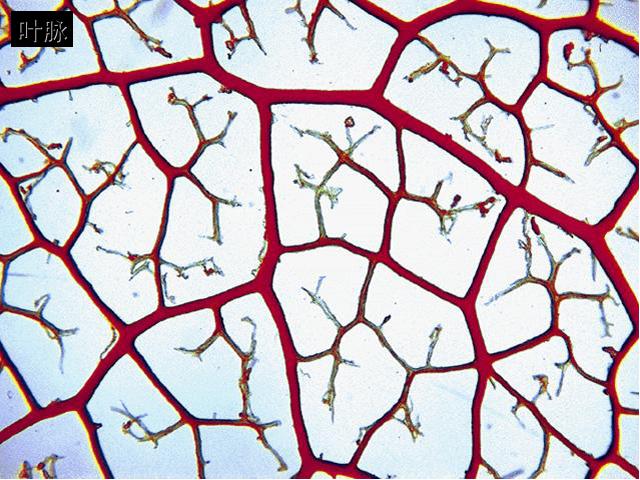 初一上册生物生物3.3绿色植物与生物圈的水循环优秀获奖第10页