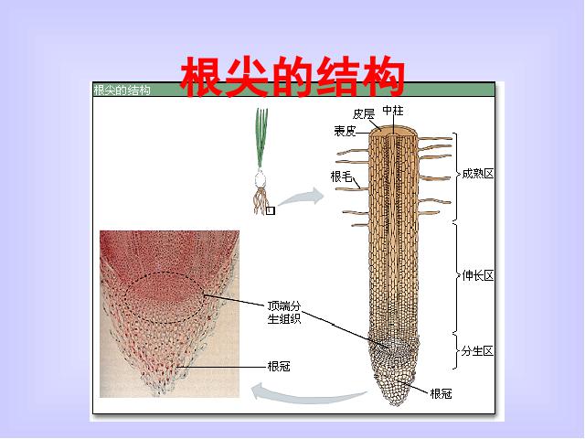 初一上册生物生物3.3绿色植物与生物圈的水循环优秀获奖第3页