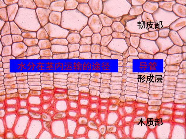 初一上册生物生物3.3绿色植物与生物圈的水循环优秀获奖第7页