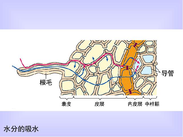 初一上册生物生物3.3绿色植物与生物圈的水循环优秀获奖第8页