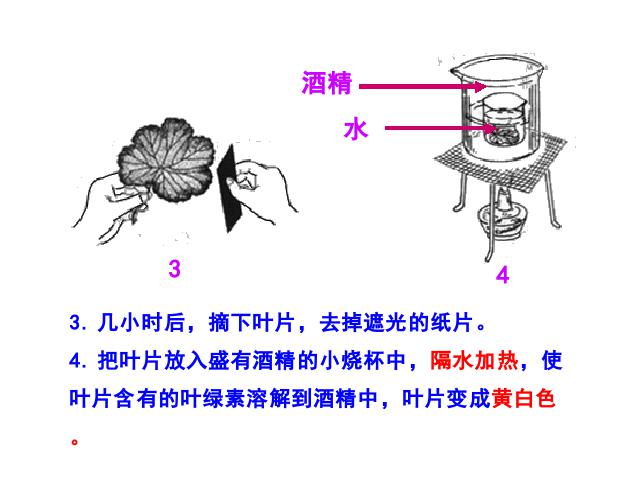 初一上册生物绿色植物是生物圈中有机物的制造者生物公开课第8页