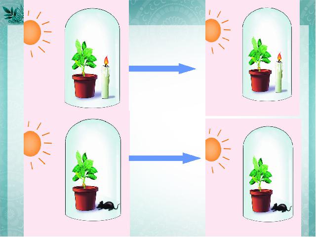 初一上册生物生物光合作用吸收二氧化碳释放氧气精品第6页