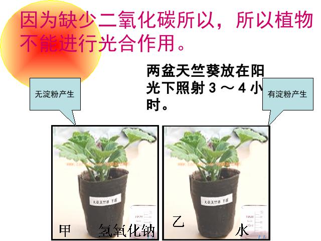 初一上册生物生物光合作用吸收二氧化碳释放氧气教研课第6页