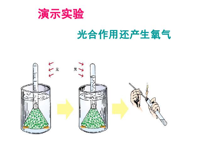 初一上册生物生物光合作用吸收二氧化碳释放氧气教研课第7页