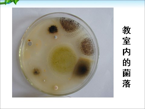 初一下册科学（教科版）新浙教版七年级科学公开课1.6细菌和真菌的繁殖ppt课件第6页