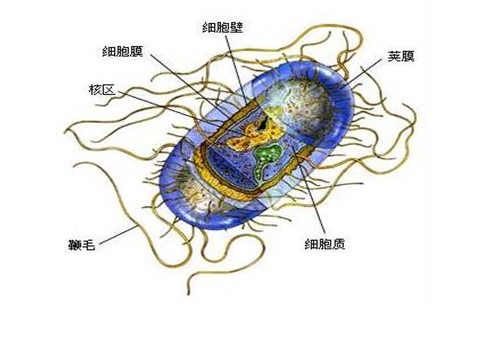 初一下册科学（教科版）七年级科学新浙教版1.6细菌和真菌的繁殖ppt课件第5页