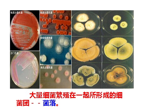 初一下册科学（教科版）浙教版七年级科学精品1.6细菌和真菌的繁殖ppt课件第4页