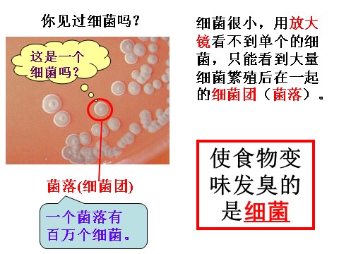 初一下册科学（教科版）新浙教版七下科学1.6细菌和真菌的繁殖ppt课件第3页