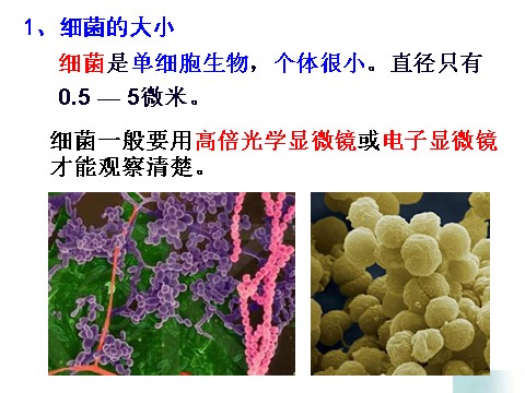 初一下册科学（教科版）新浙教版七下科学1.6细菌和真菌的繁殖ppt课件第4页