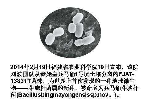 初一下册科学（教科版）新浙教版七下科学1.6细菌和真菌的繁殖ppt课件第9页