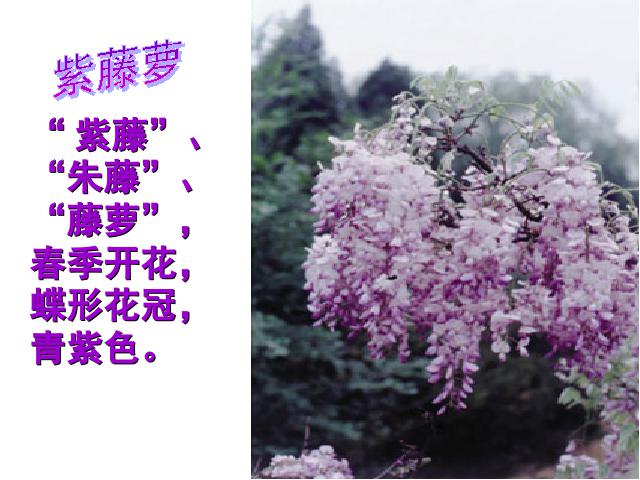 初一下册语文语文精品《第17课:紫藤萝瀑布》第1页