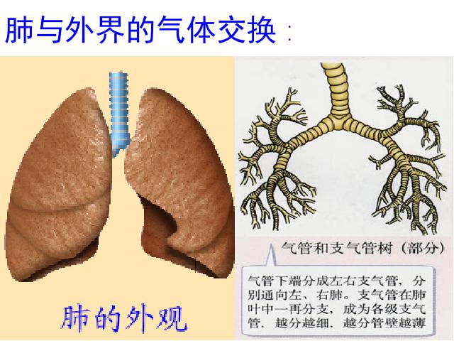 初一下册生物生物《4.3.2发生在肺内的气体交换》第3页