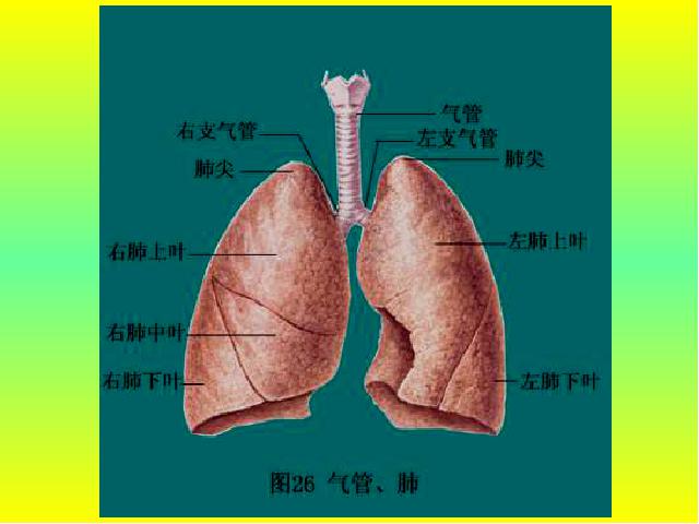 初一下册生物《4.3.2发生在肺内的气体交换》生物第3页