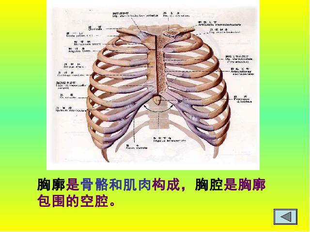 初一下册生物《4.3.2发生在肺内的气体交换》生物第4页