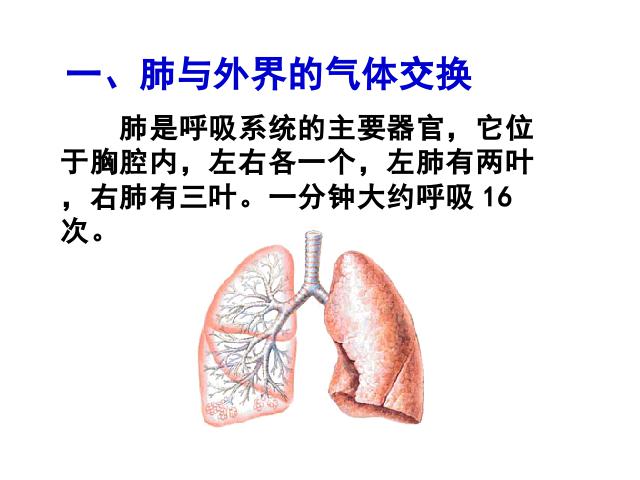 初一下册生物初中生物《4.3.2发生在肺内的气体交换》ppt课件下载第3页