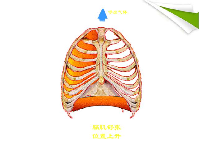 初一下册生物生物《4.3.2发生在肺内的气体交换》（）第10页
