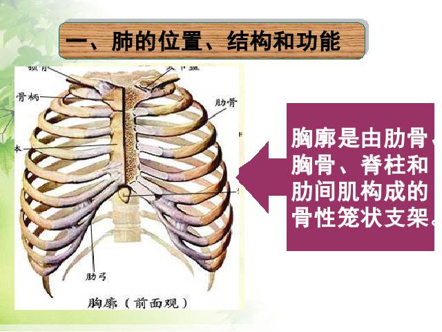 初一下册生物生物《4.3.2发生在肺内的气体交换》下载第2页